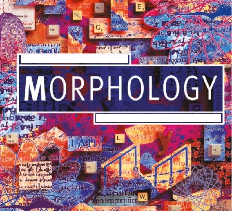 morphology